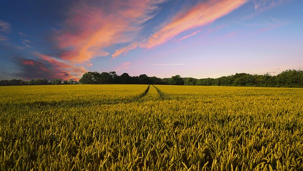 Finanziamento a Tasso agevolato a favore delle imprese agricole per la formazione di scorte.